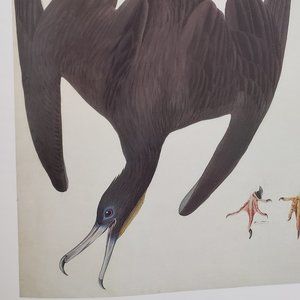 Magnificent Frigatebird by J. J. Audubon